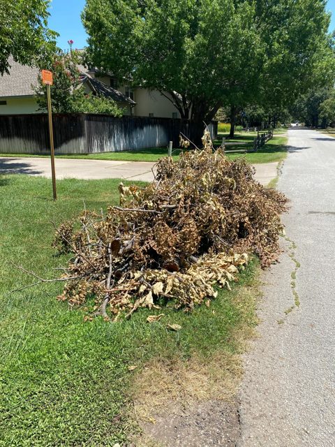 Branches and yard debris awaiting pickup
